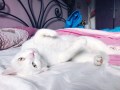 Blanco (2)